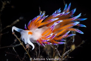 Cratena macro shot taken with strobes and high shutter sp... by Antonio Venturelli 
